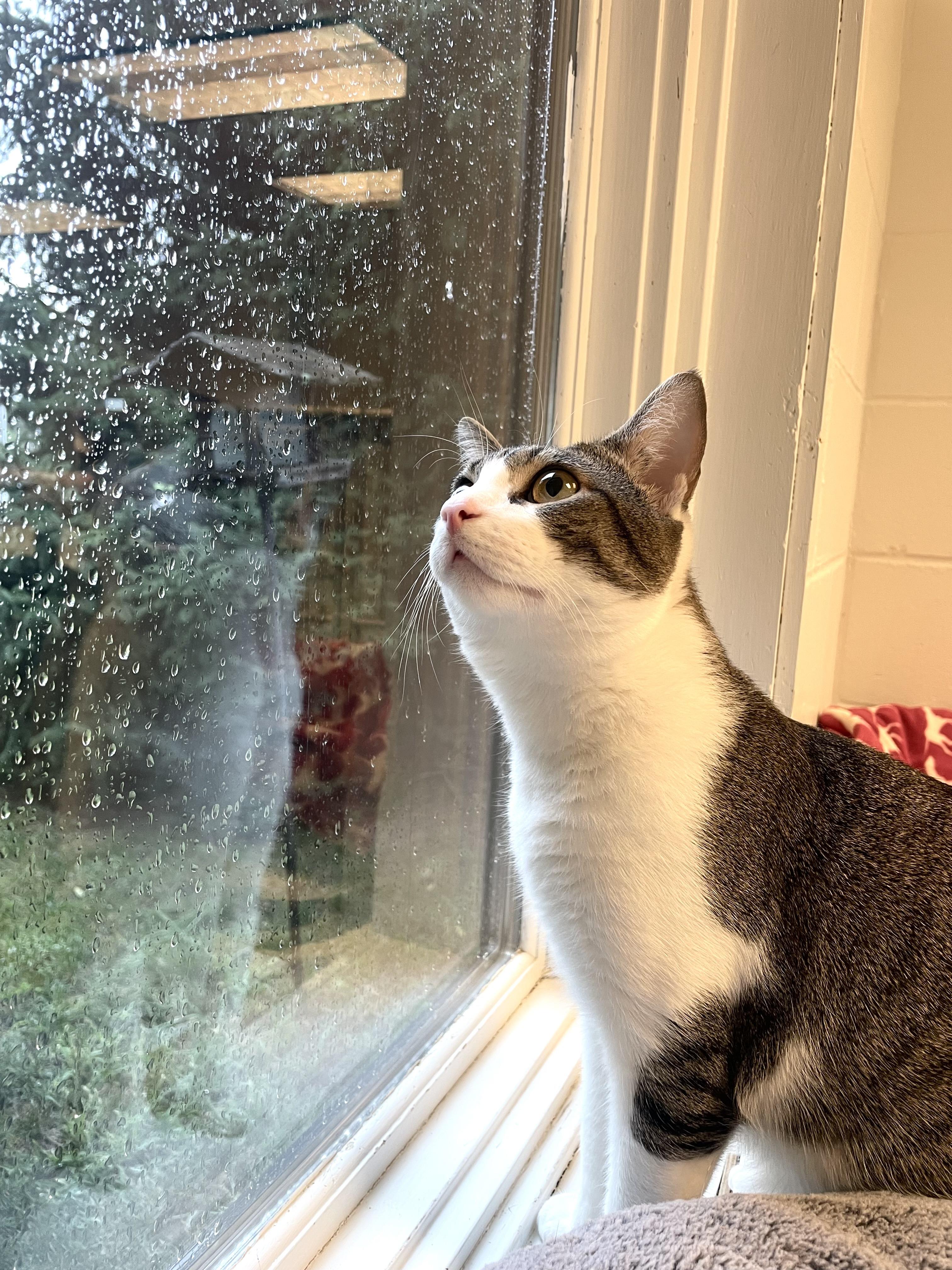 Enlarge Trent, an adopted Domestic Short Hair in Cincinnati, OH image 3/6