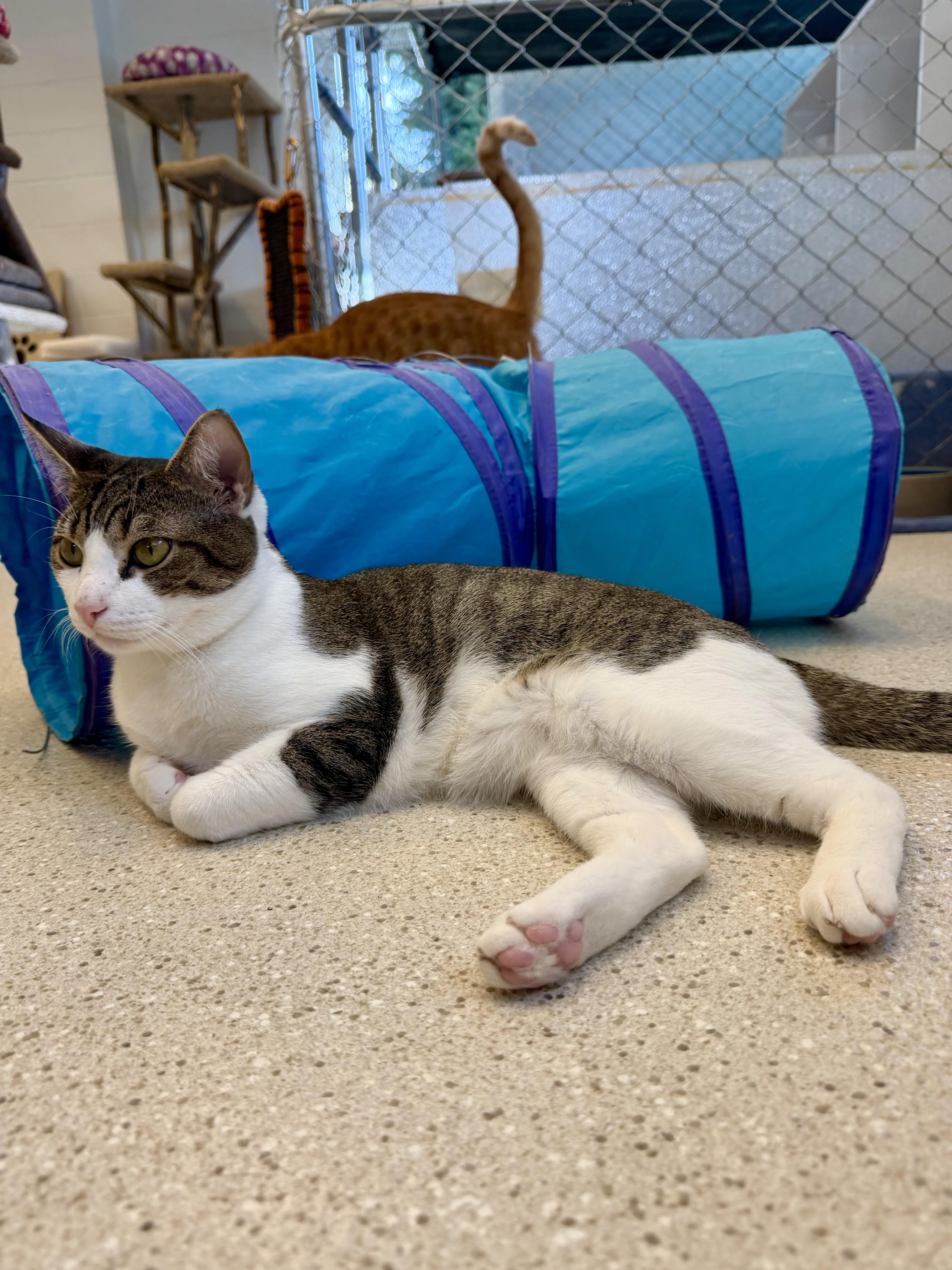 Enlarge Trent, an adopted Domestic Short Hair in Cincinnati, OH image 6/6