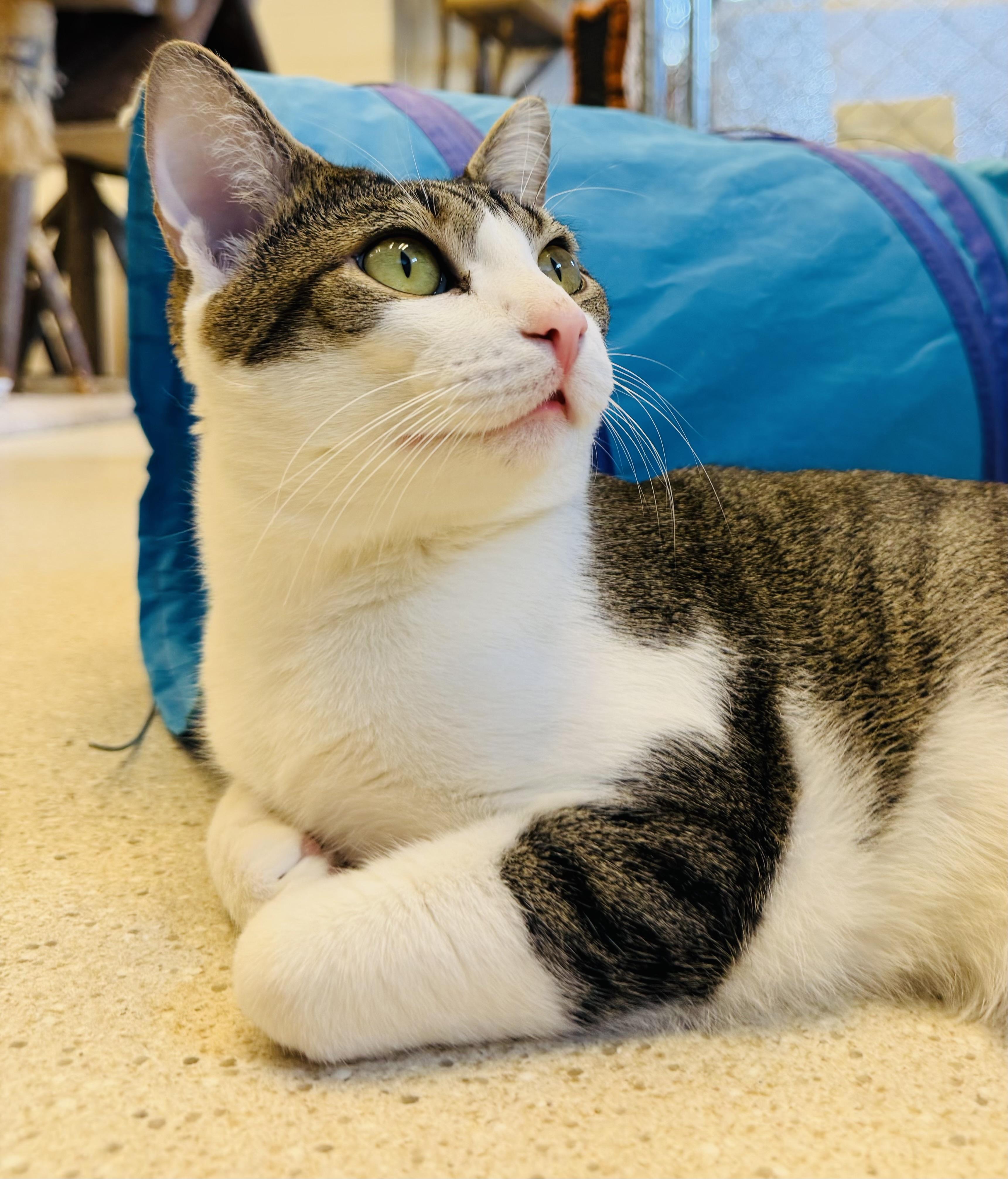 Enlarge Trent, an adopted Domestic Short Hair in Cincinnati, OH image 2/6