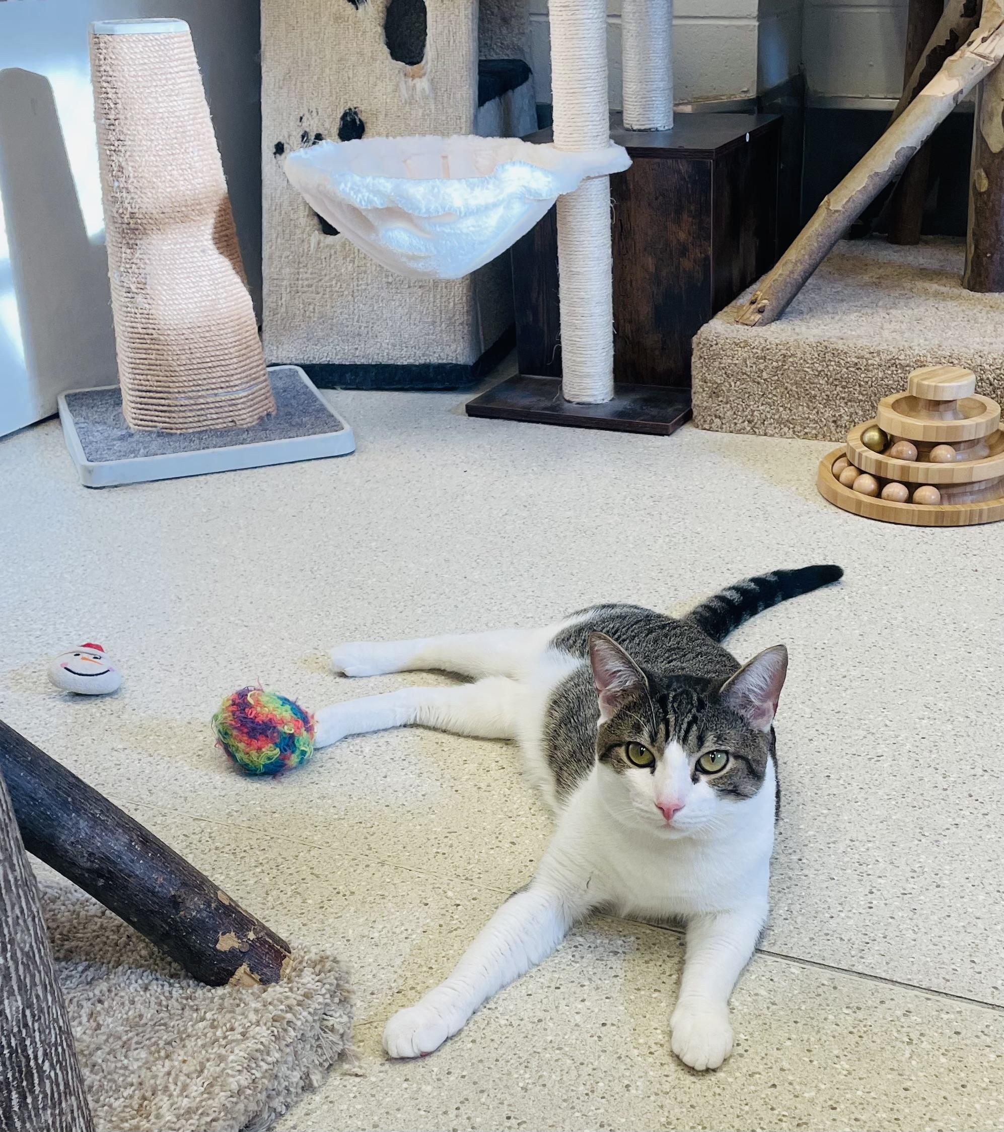 Enlarge Trent, an adopted Domestic Short Hair in Cincinnati, OH image 5/6