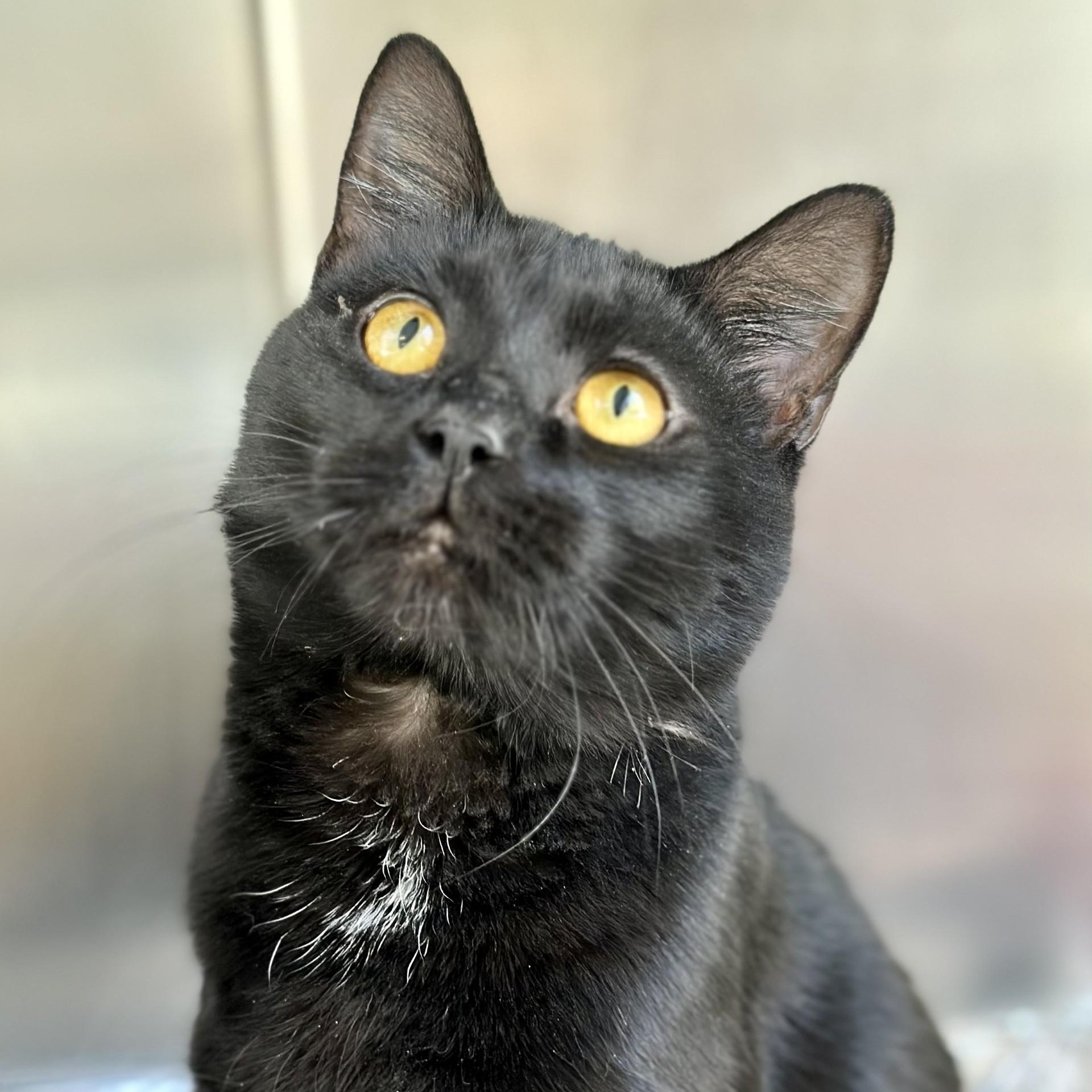 Enlarge Pitch , a ADOPTABLE Domestic Short Hair in Jackson, NJ image 2/2