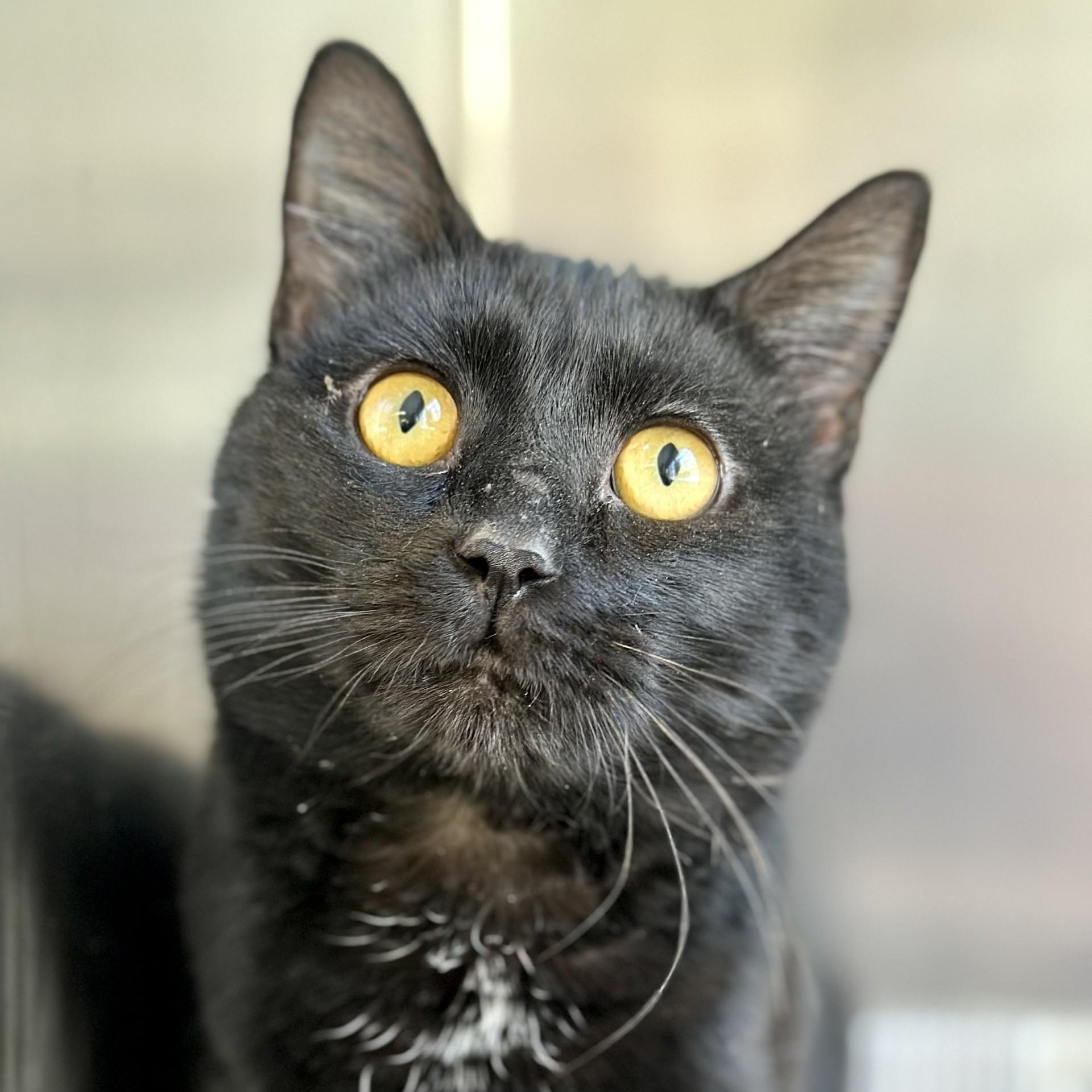 Enlarge Pitch , a ADOPTABLE Domestic Short Hair in Jackson, NJ image 1/2