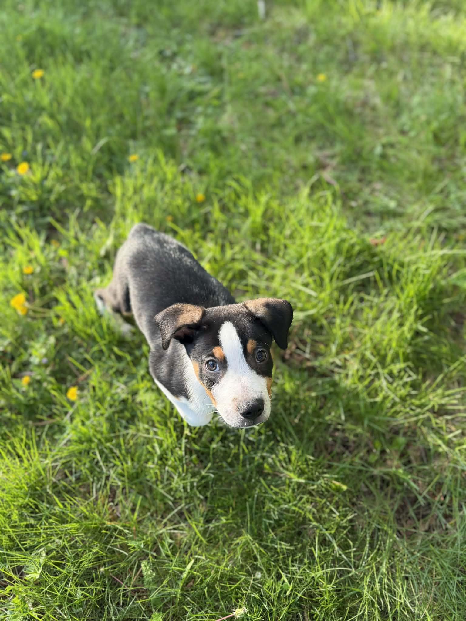 Rupert, an adopted mixed breed in South Elgin, IL image 3/5