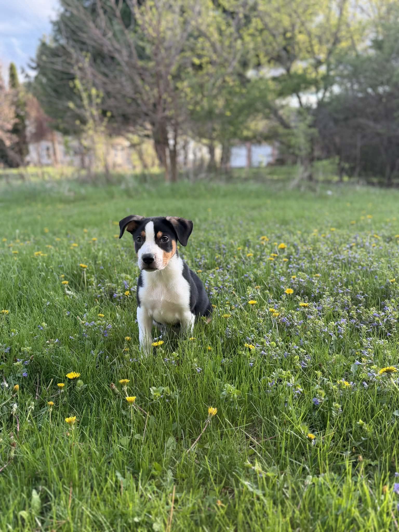 Rupert, an adopted mixed breed in South Elgin, IL image 2/5
