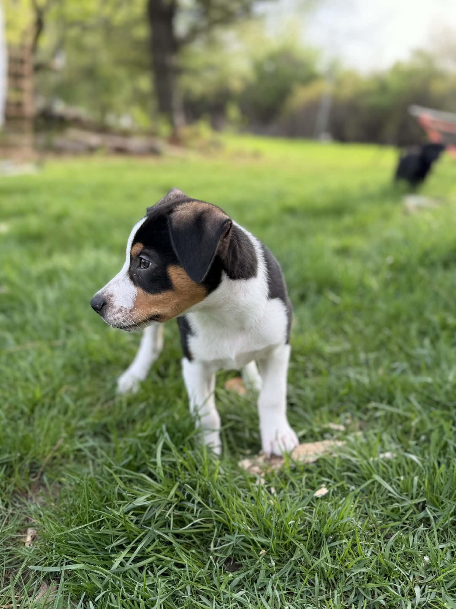 Rupert, adopted, Puppy Male Beagle & Jack Russell Terrier.