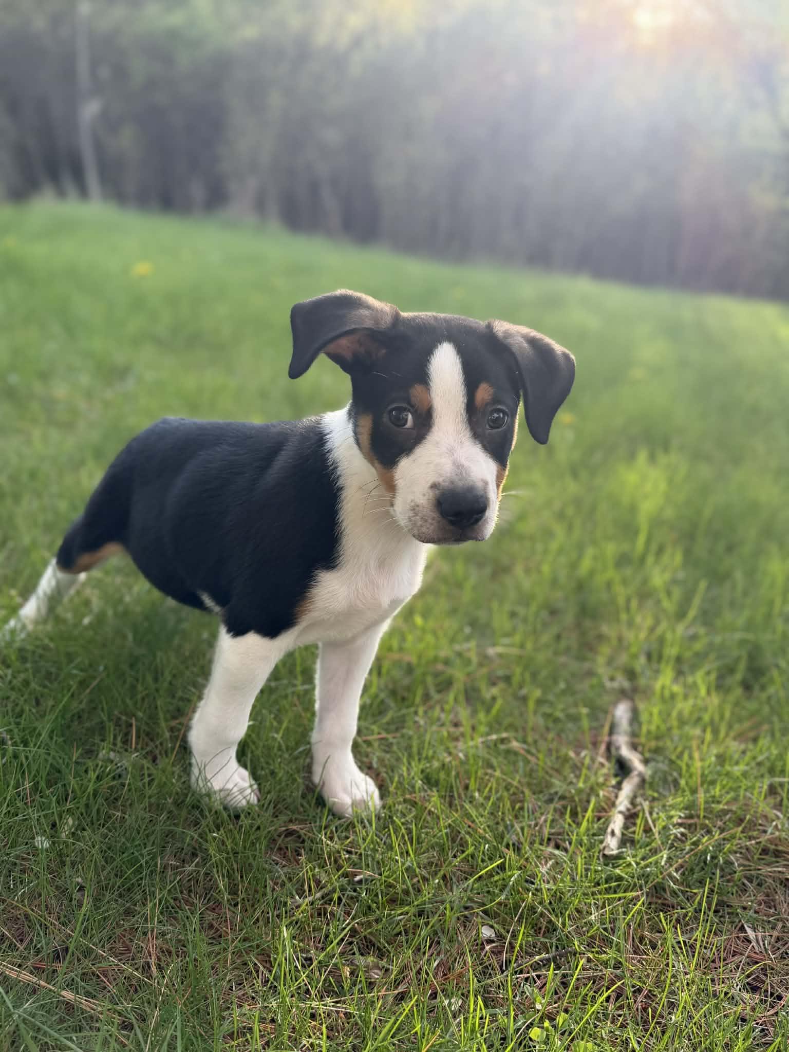 Rupert, an adopted mixed breed in South Elgin, IL image 5/5