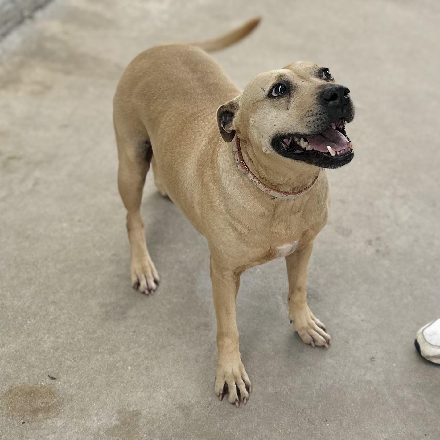 Clara, Adoptable, Adult Female Carolina Dog & Yellow Labrador Retriever.