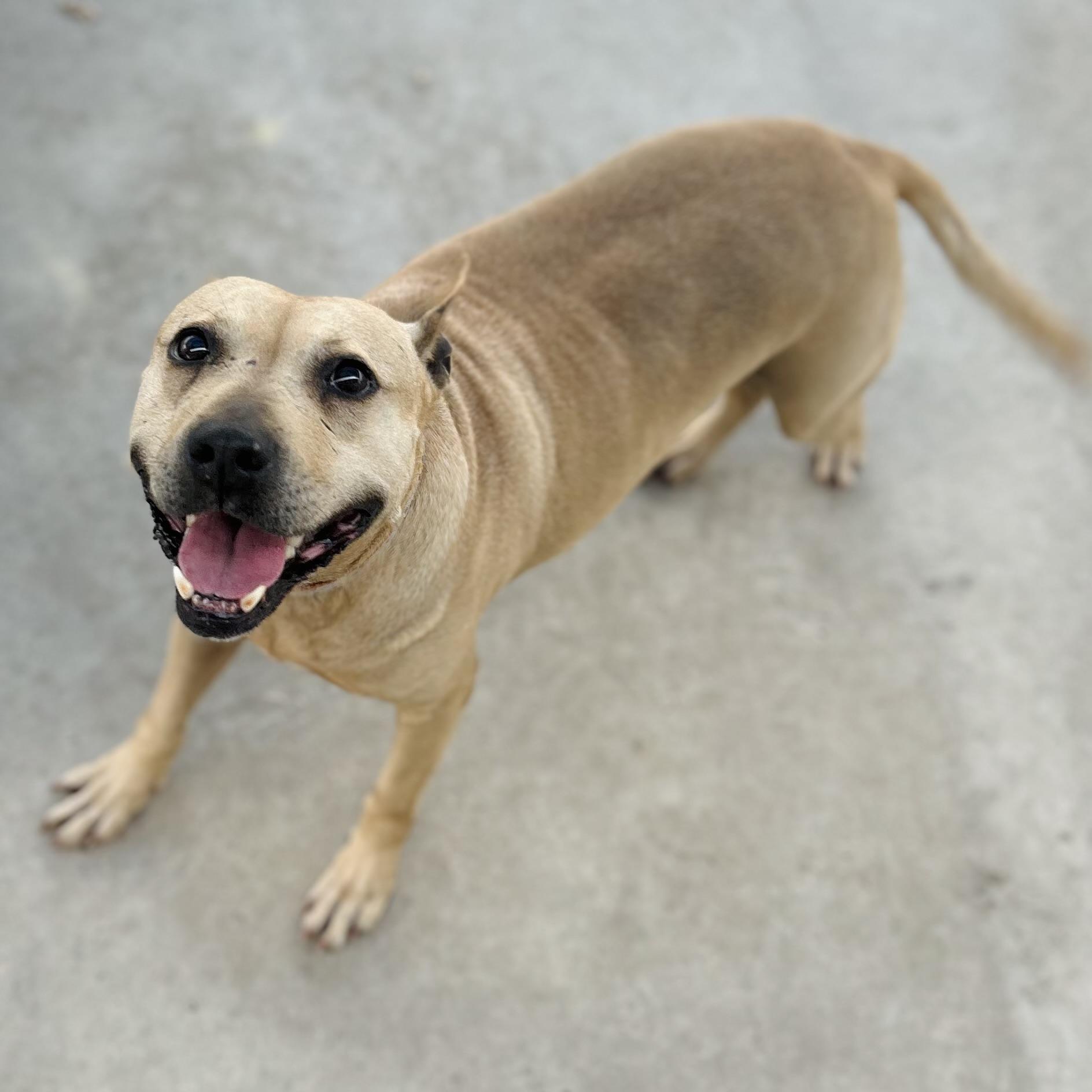 Enlarge Clara, a Adoptable mixed breed in Seguin, TX image 3/6