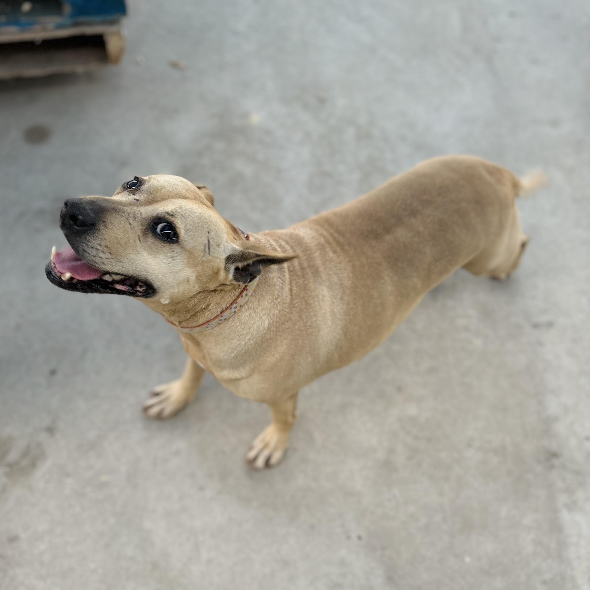 Enlarge Clara, a Adoptable mixed breed in Seguin, TX image 2/6