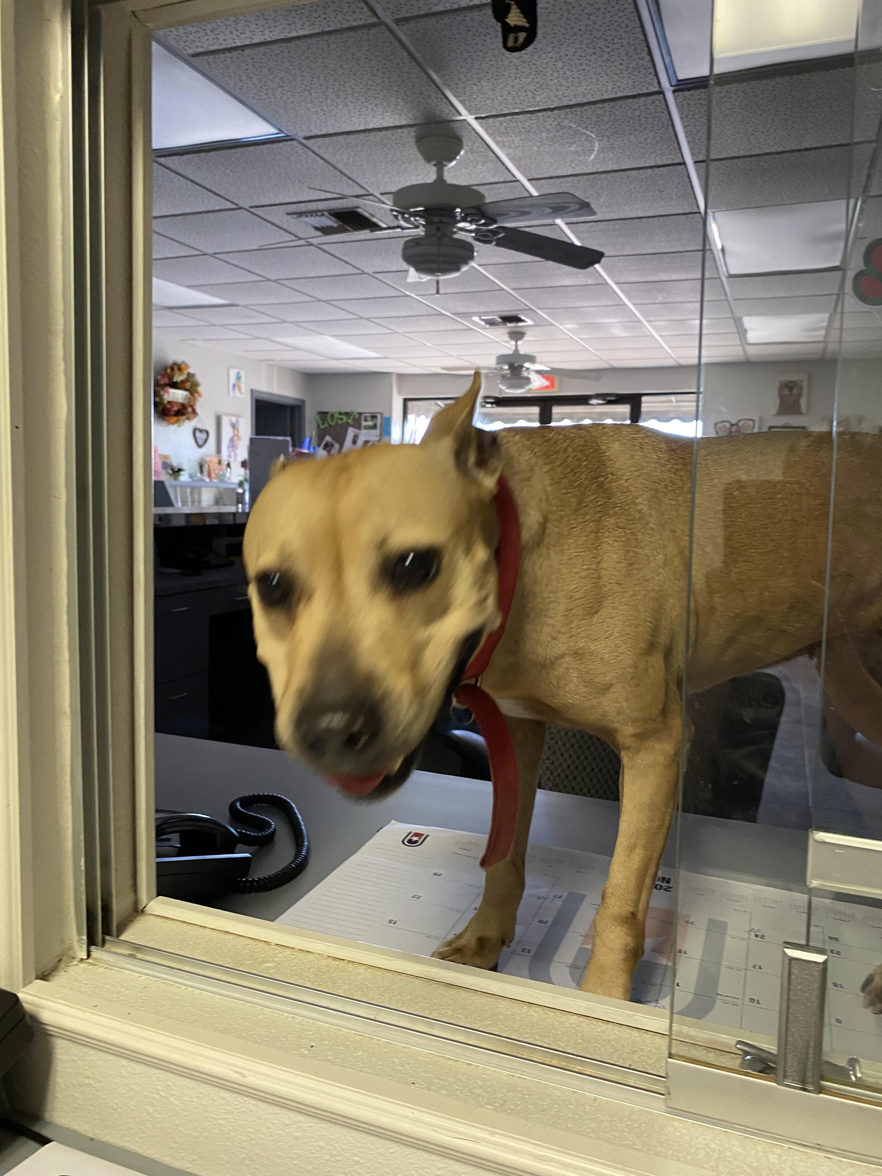 Clara, Adoptable, Adult Female Carolina Dog & Yellow Labrador Retriever.