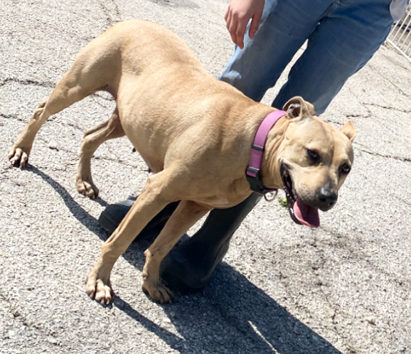 Enlarge Clara, a Adoptable mixed breed in Seguin, TX image 2/4