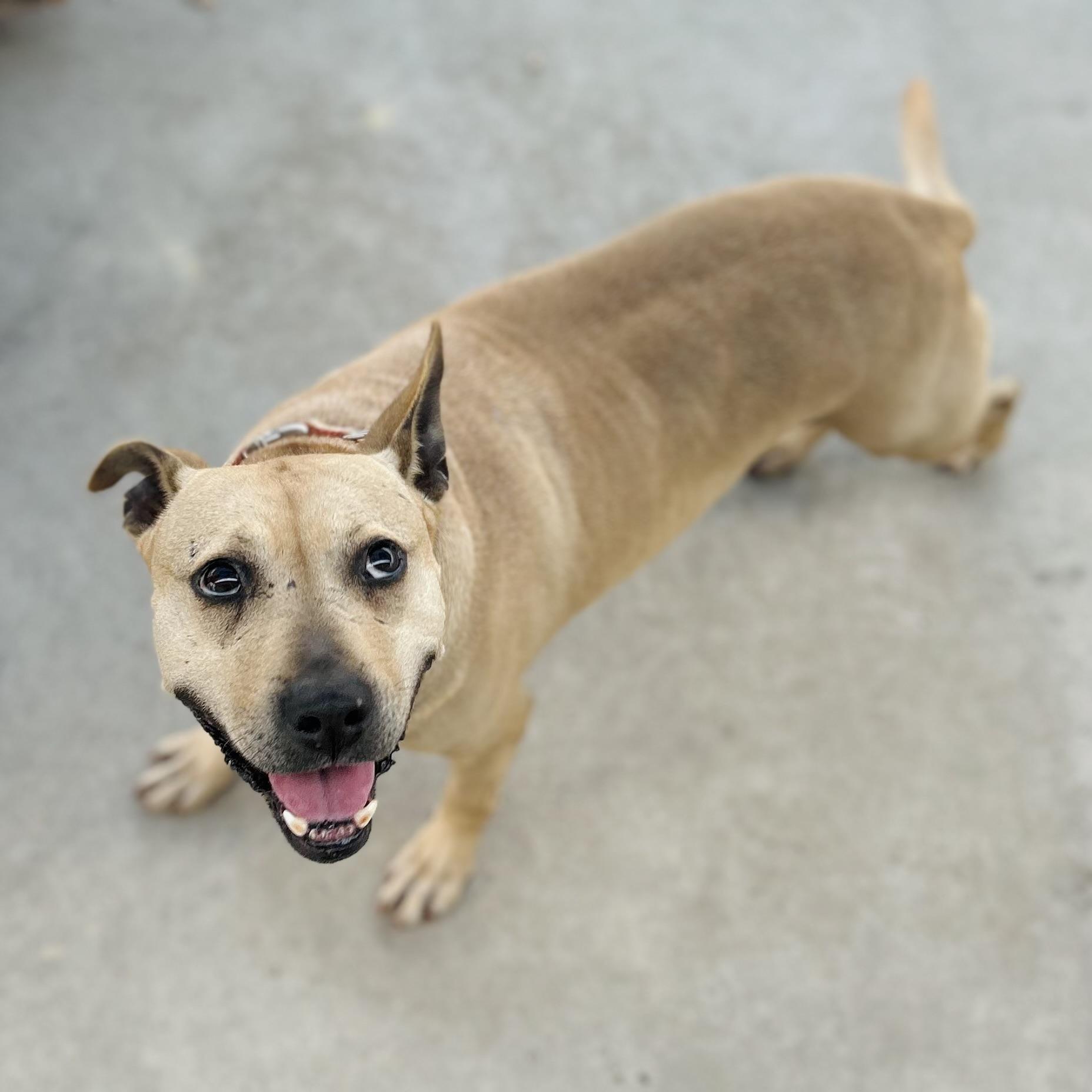 Enlarge Clara, a Adoptable mixed breed in Seguin, TX image 4/6