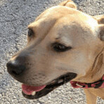 Enlarge Clara, a Adoptable mixed breed in Seguin, TX image 4/4
