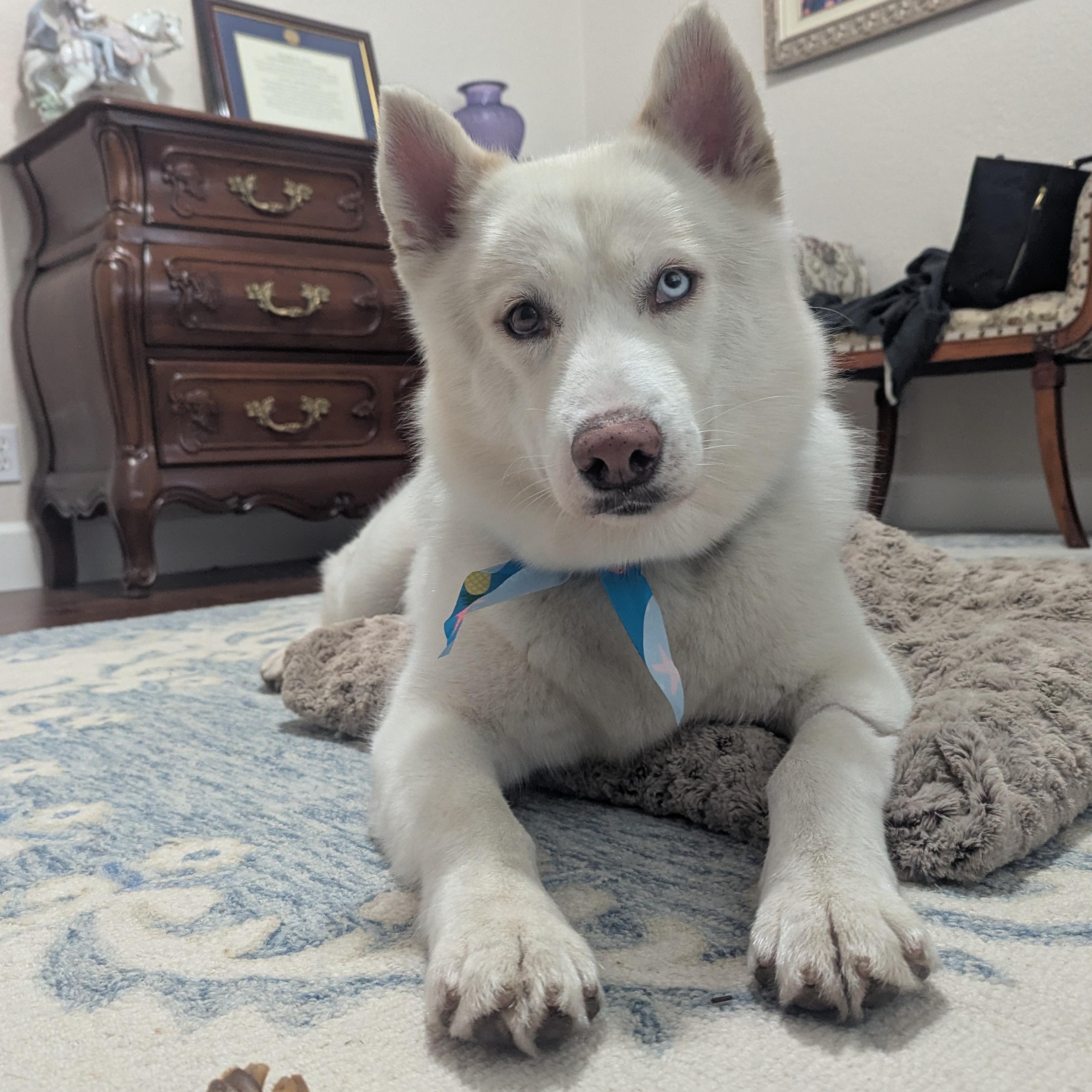 Enlarge Nala, a ADOPTABLE mixed breed in San Rafael, CA image 1/4