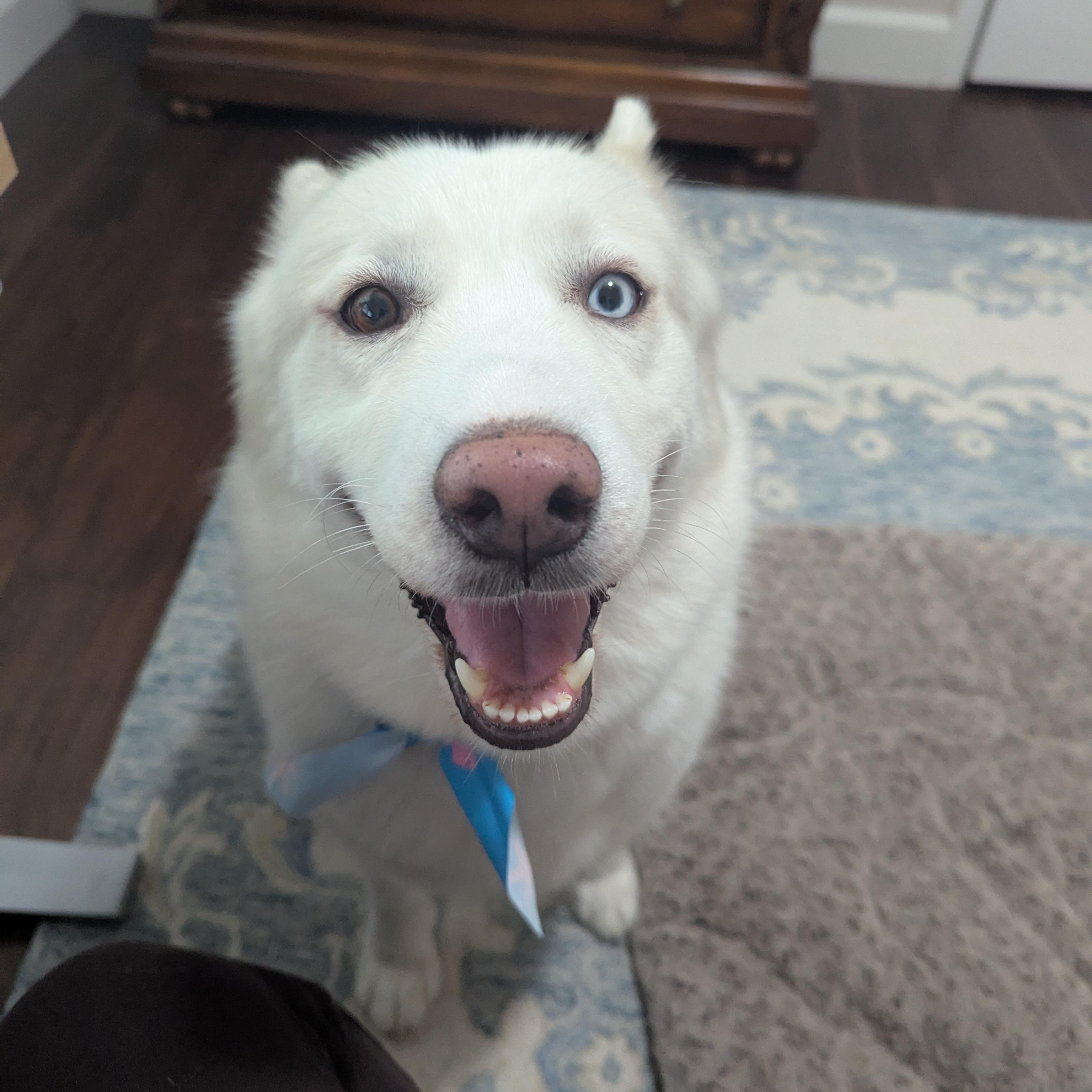 Enlarge Nala, a ADOPTABLE mixed breed in San Rafael, CA image 2/4