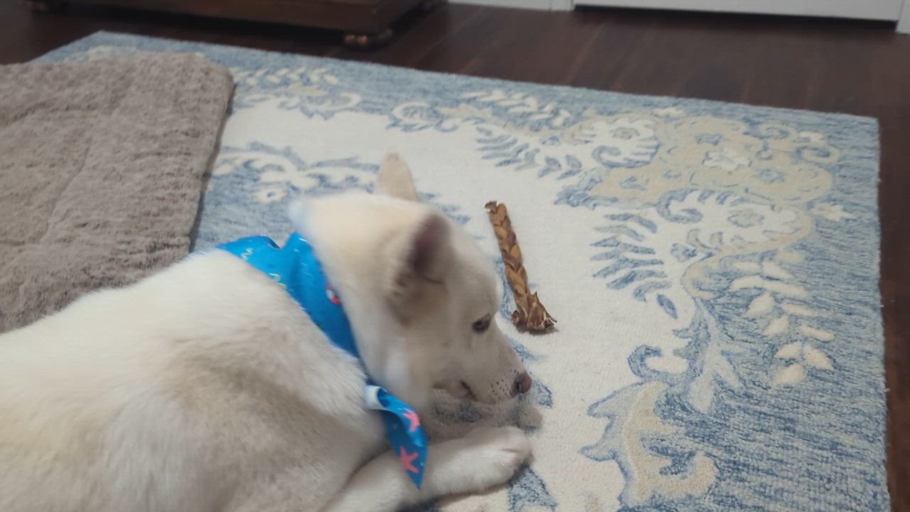 Enlarge Nala, a ADOPTABLE mixed breed in San Rafael, CA video 4/4