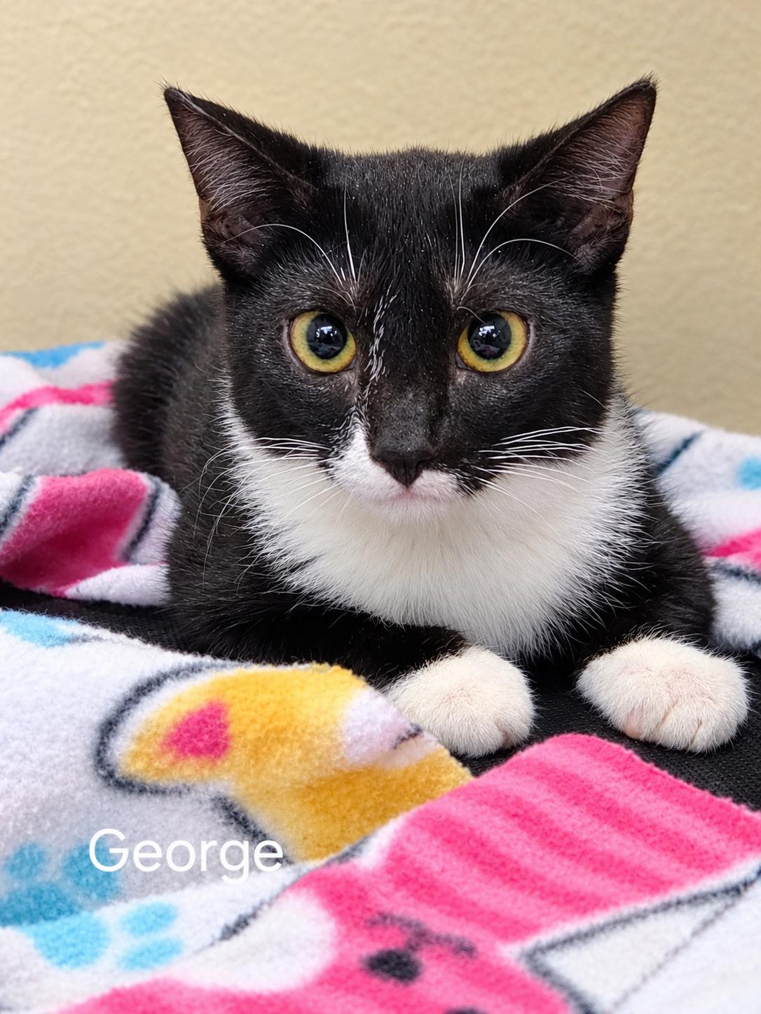 Enlarge George, a Adopted Domestic Short Hair in Oviedo, FL image 1/1