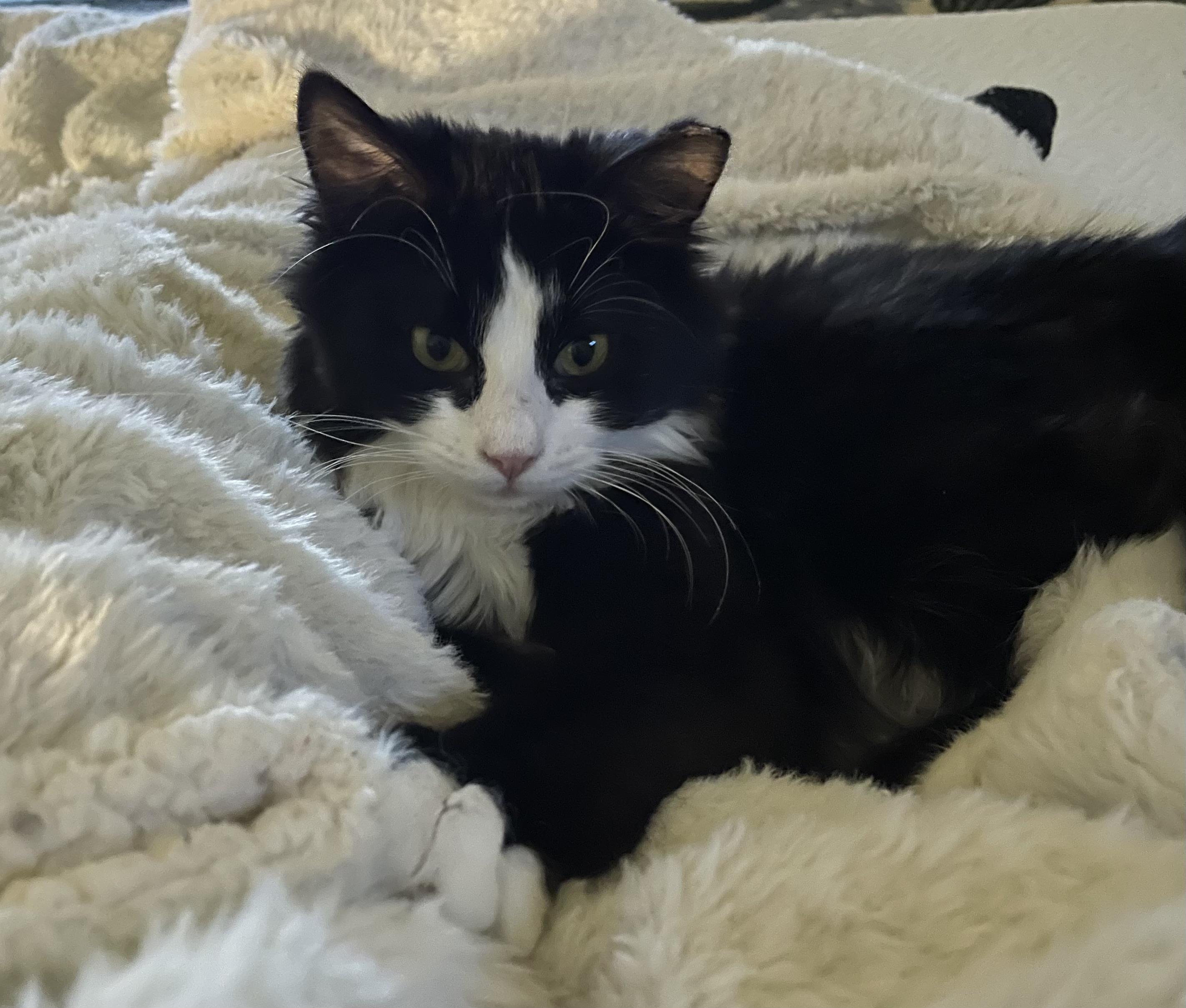 Milo, adopted, Young Male Domestic Long Hair.