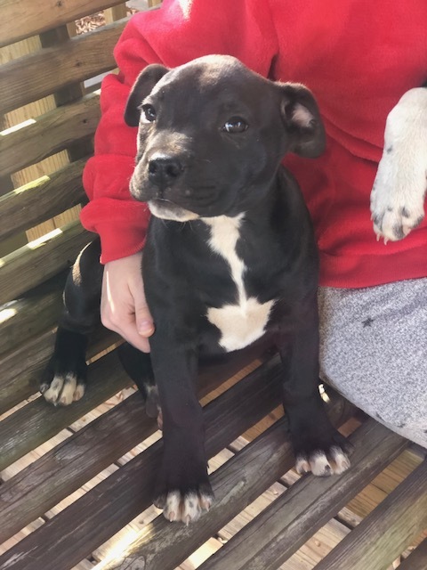 Mocha, a Adopted mixed breed in Northwood, NH image 1/12