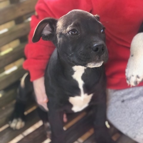 Mocha, a Adopted mixed breed in Northwood, NH image 2/12