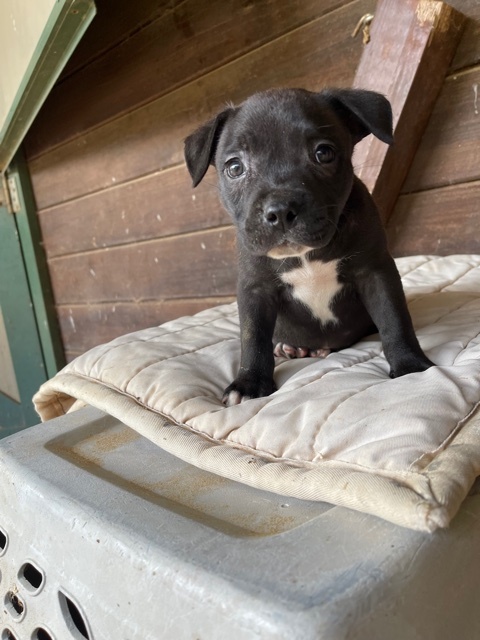 Mocha, Adopted, Puppy Female Mixed Breed.