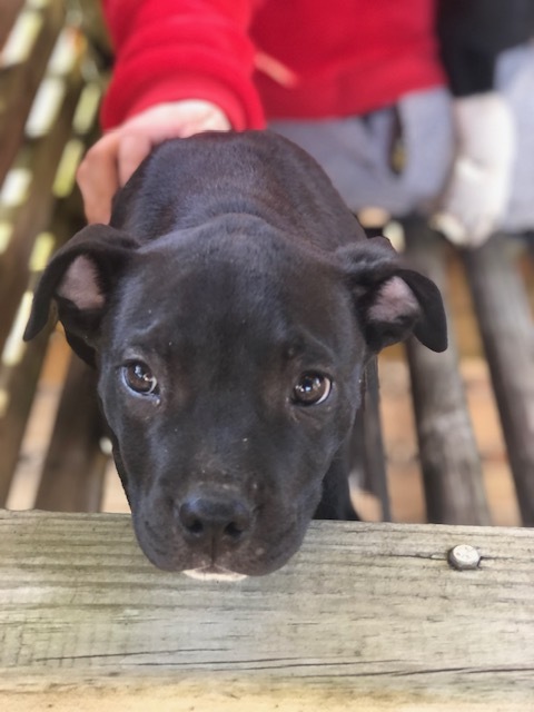 Mocha, a Adopted mixed breed in Northwood, NH image 4/12