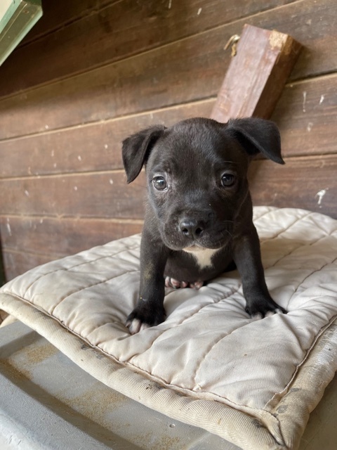 Mocha, a Adopted mixed breed in Northwood, NH image 5/12