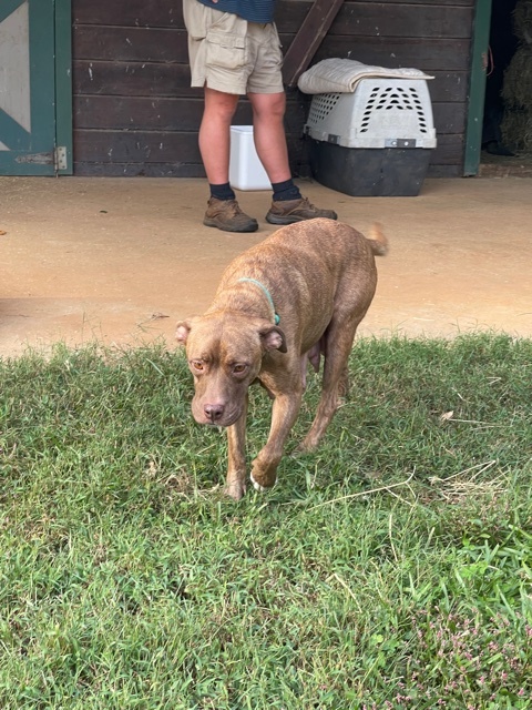 Mocha, a Adopted mixed breed in Northwood, NH image 6/12