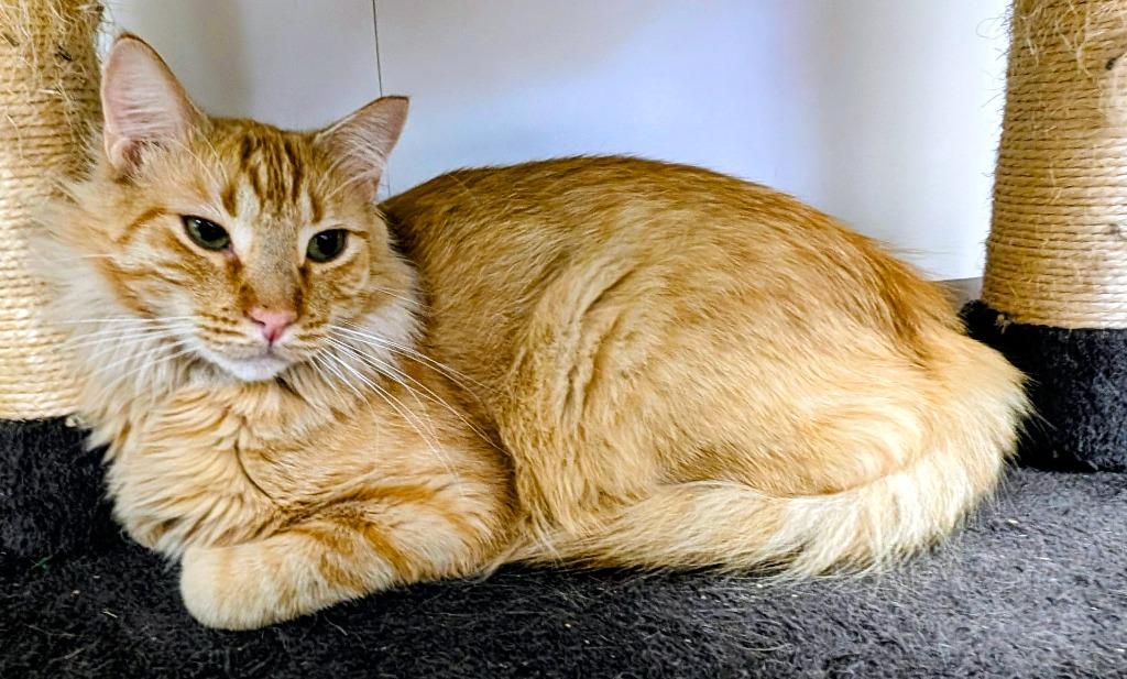 Cayenne, Adoptable, Young Male Domestic Short Hair.