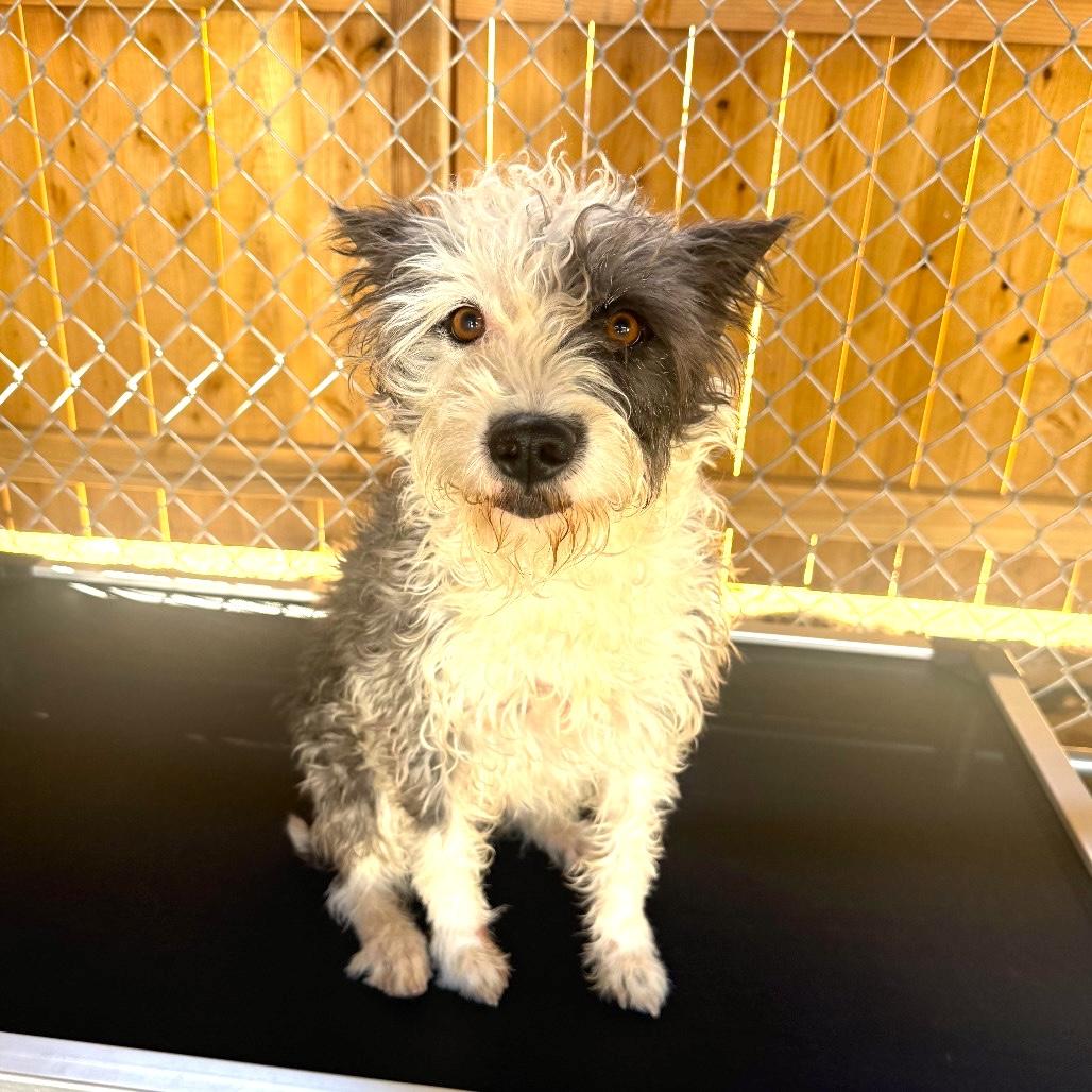 WINNIE, Adoptable, Young Female Sheep Dog & Terrier.