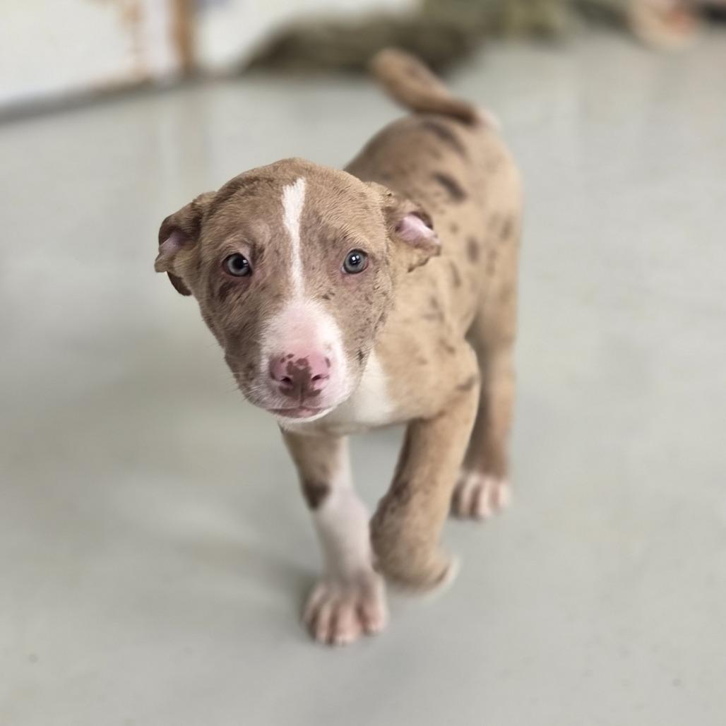 Lester, Adoptable, Puppy Male Shepherd & Mixed Breed.
