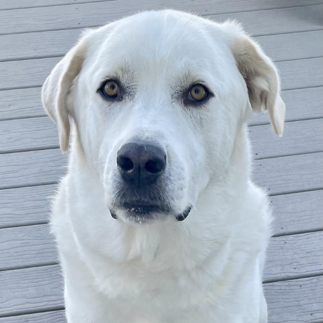 Enlarge Kylo, a Adoptable mixed breed in Fort Collins, CO image 6/6