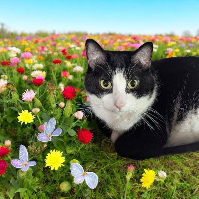 Spokane, a Adoptable Domestic Short Hair in Dalzell, IL image 1/3