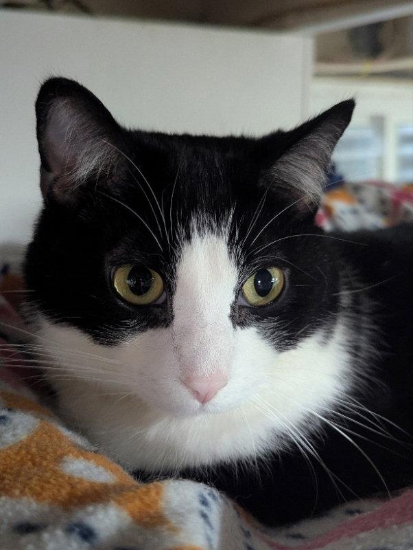 Spokane, Adoptable, Young Male Domestic Short Hair.