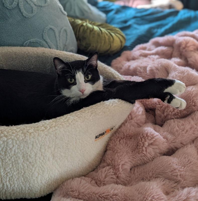 Enlarge Spokane, a Adoptable Domestic Short Hair in Dalzell, IL image 2/3