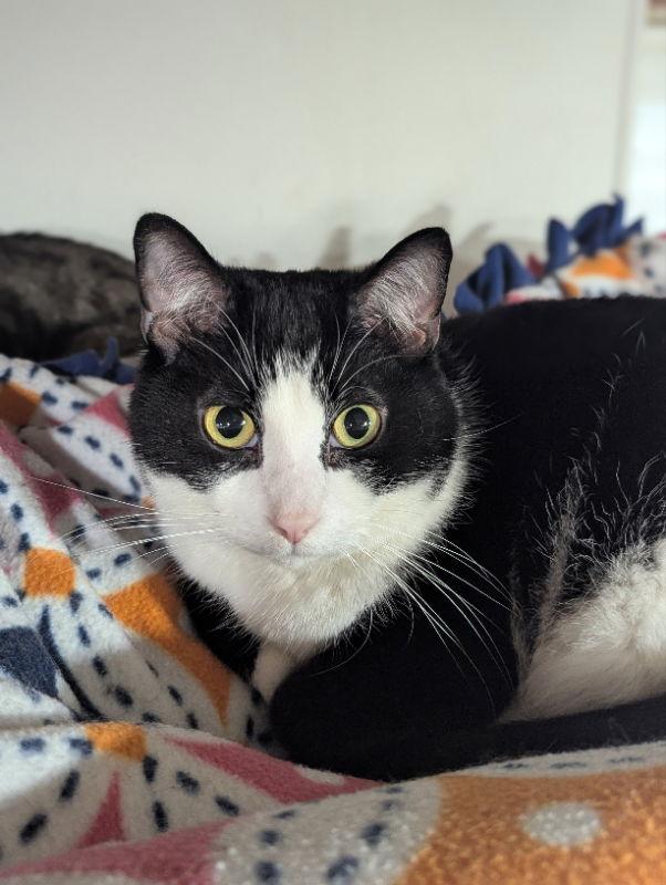 Spokane, a Adoptable Domestic Short Hair in Dalzell, IL image 2/3