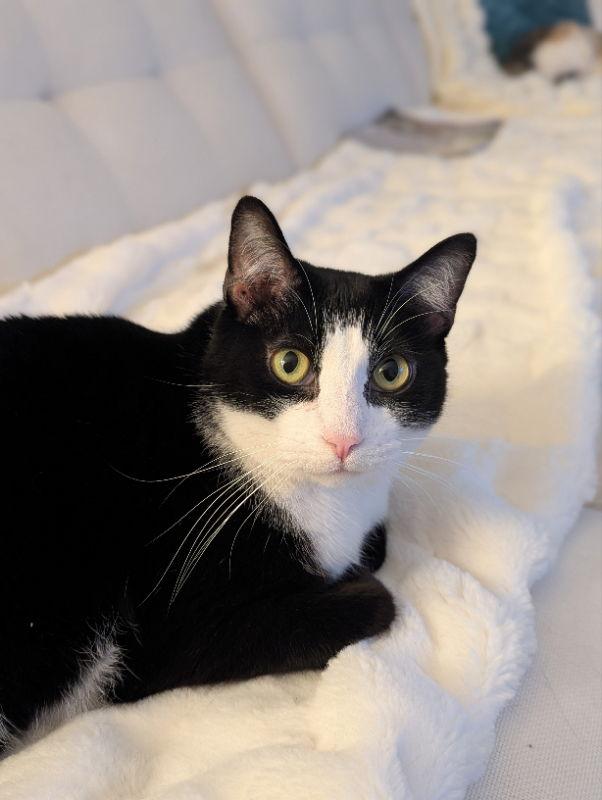 Enlarge Spokane, a Adoptable Domestic Short Hair in Dalzell, IL image 3/3