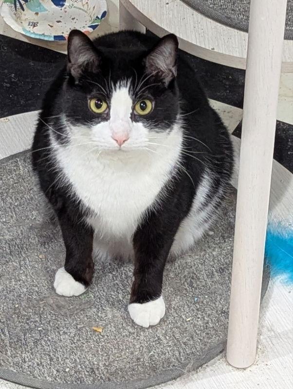 Spokane, a Adoptable Domestic Short Hair in Dalzell, IL image 3/3