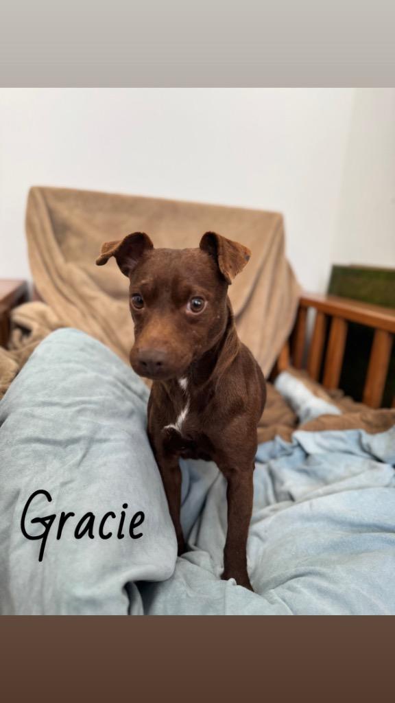 Gracie 1.0