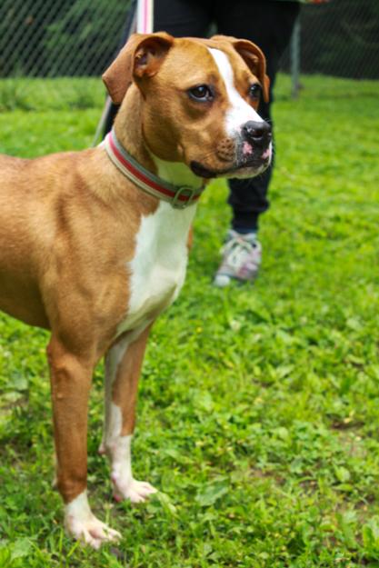 Enlarge Mazeleigh, a Adoptable mixed breed in Ona, WV image 2/4