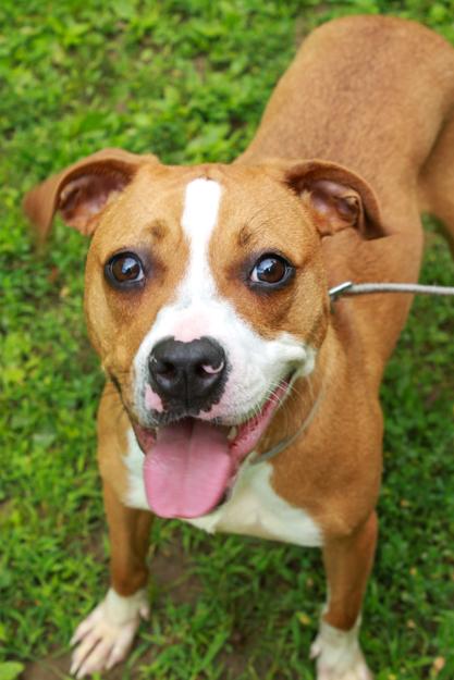 Enlarge Mazeleigh, a Adoptable mixed breed in Ona, WV image 3/4