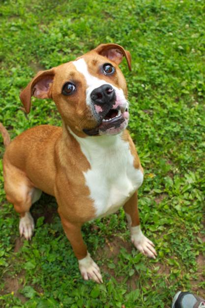 Enlarge Mazeleigh, a Adoptable mixed breed in Ona, WV image 4/4