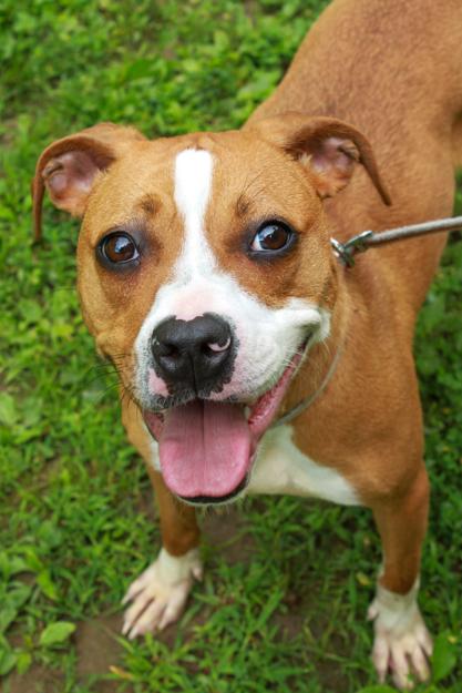 Mazeleigh, Adoptable, Young Female Boxer & Pit Bull Terrier.