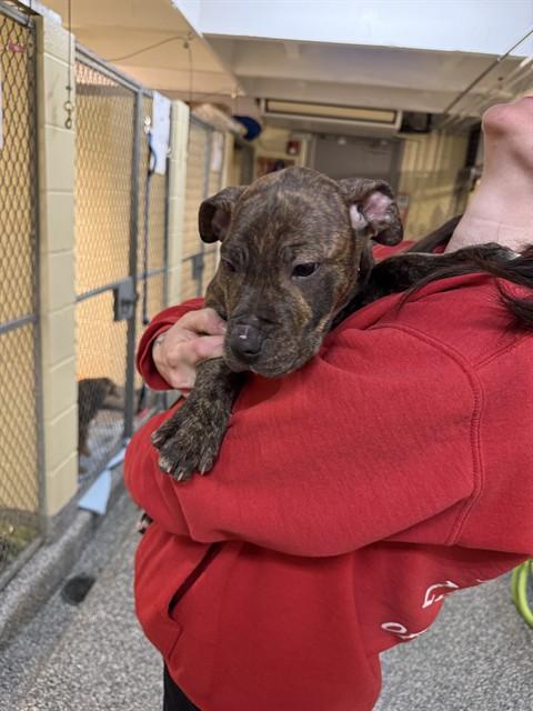AMMEIGH, Adoptable, Puppy Female Boxer & Mixed Breed.
