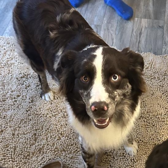 Enlarge Katie, an adopted Border Collie in Toledo, OH image 2/4