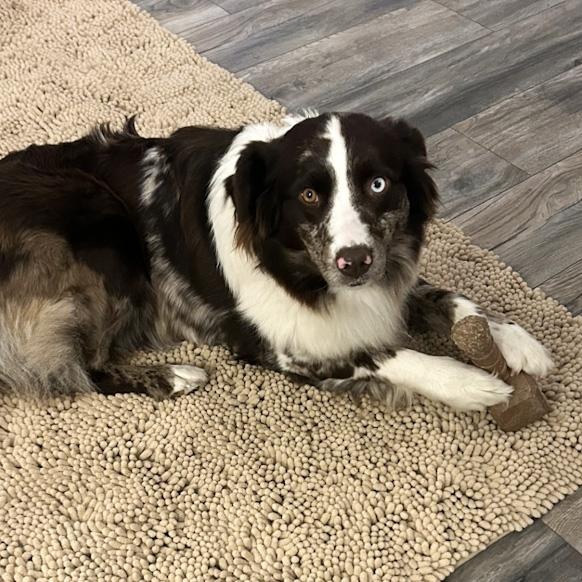 Enlarge Katie, an adopted Border Collie in Toledo, OH image 3/4