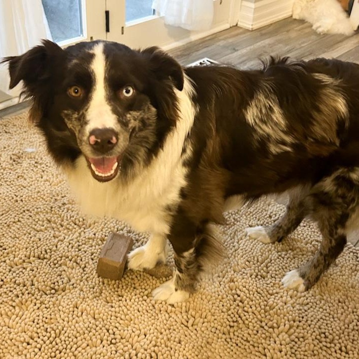 Enlarge Katie, an adopted Border Collie in Toledo, OH image 4/4