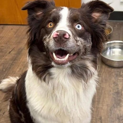 Enlarge Katie, an adopted Border Collie in Toledo, OH image 1/4