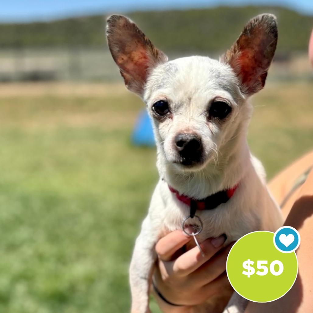 Rain, Adoptable, Senior Female Mixed Breed & Chihuahua.