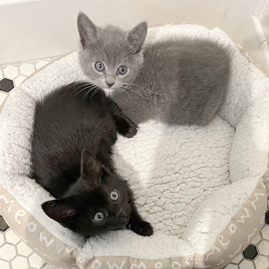 Enlarge Judiah, a Adoptable Domestic Short Hair in Pleasant Hill, CA image 1/5